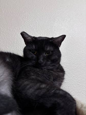 Handsome Kitty (Hillsboro)63916334196867120