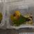 Sun Conure Weaned Babies 8 thumbnail