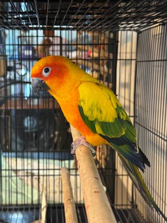Sun conure 1