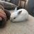 Bunnies 3 thumbnail