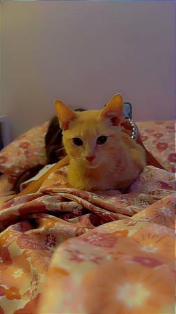 Macho de 16 semanas de edad de raza American Shorthair63853558902019122