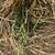 Alfalfa 4 thumbnail