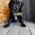 Mini labradoodle 1 thumbnail