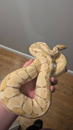 Python real de plátano hembra (West Chicago)63844237050625120