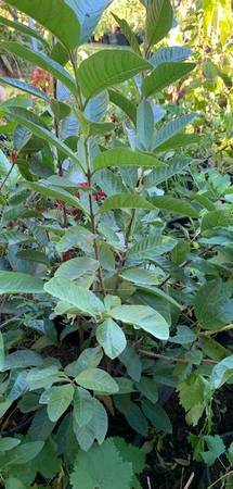 Large Taiwanese White Guava Fruit Tree Plant 1
