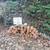 FREE ALDER LOGS 1 thumbnail