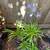 Dwarf Agapanthus🪻 4 thumbnail