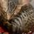 Male tabby 1 thumbnail