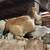 Laying hens 1 thumbnail
