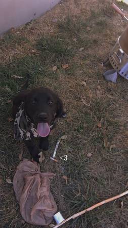 Removing 12 week old pups 1