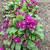 Primula 'Wanda' - deer resistant 3 thumbnail