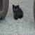 Rehoming black kitten 2 thumbnail
