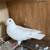 White Homing Pigeons. Wedding Doves 2 thumbnail