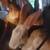 Downsizing all breeding Rabbits 6 thumbnail