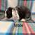 Bunnies 6 thumbnail