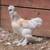 Friendly, beautiful young rooster looking for new home 1 thumbnail
