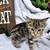 KITTENS 4 thumbnail