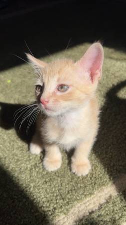Light orange kitten (Detroit Lakes)63884157637891120