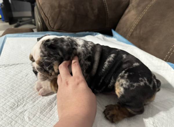 English Bulldog females (Pearland)63859316086017123