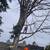 Removal of dangerous or regular trees - Contact Us 13 thumbnail