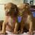 XL American bully 4 thumbnail