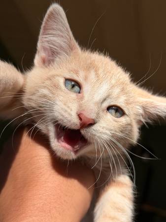 Kitten needs a home (Ocala)603360158622033921