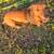 Dachshund lab mix 3 thumbnail