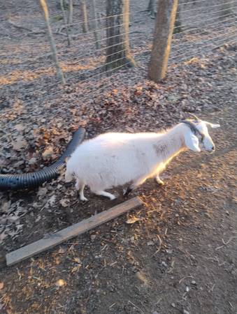 Purebred Kiko and some are 50% Kiko doelings 1