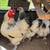 Super Sale – Brahma Chickens – Laying Hens & Roosters 2 thumbnail