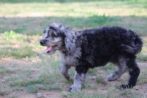 Puppy looking for a good home! (Yacolt)63916332544131122