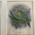 John Gerrard Keulemans bird prints-Reduced 6 thumbnail