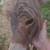 Mini Jenny foal donkey 3 thumbnail