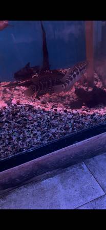 Cichlid - Jaguar $1 (LA)63953953200003123