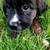 St.Bernard/Border Collie 8 thumbnail