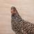 Hens chicken 3 thumbnail