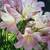 Naked Lady Flower BULBS , Amaryllis Belladonna 1 thumbnail