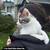 LOST CAT!!!! 7 thumbnail