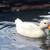 Call Ducks 4 thumbnail