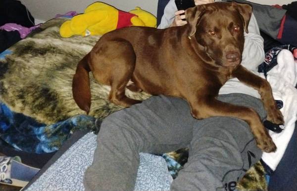 Large Beautiful Chocolate Lab Dog (Jacksonville)63682121311747123