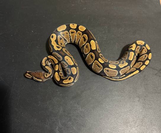 Rehoming ball pythons (Killeen)63839343191425123