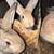 Rabbits- bunnies (New Zealand’s) 4 thumbnail
