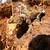 Geckos, chachoua and bearded dragon 1 thumbnail