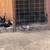 YOUNG AND LAYING CHICKENS 9 thumbnail