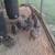 Plymouth barred rock chickens 1 thumbnail