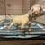Pitbull puppies 7 thumbnail