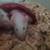 Corn snake and mice 3 thumbnail