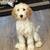Golden doodle puppy 6 thumbnail
