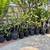 Plumeria Trees 11 thumbnail