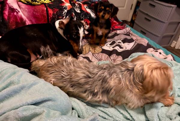 Hembra Dorkie (dachshund/yorkie) (Hazel Green)64151734958337124