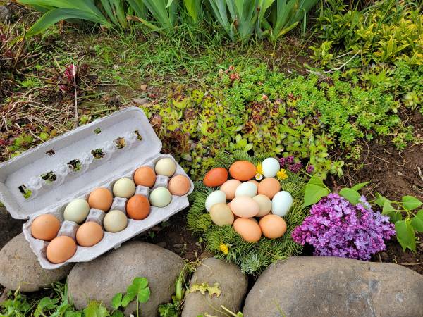 Pasture Raised Eggs 1